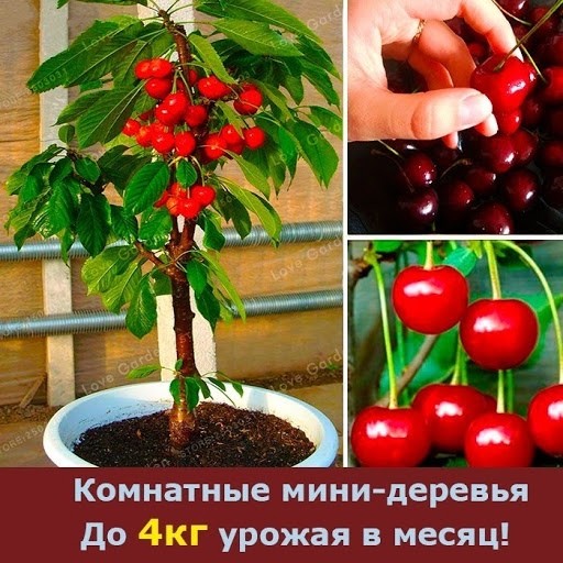 Льем на фруктовые мини-деревья. Профит 168000 рублей
